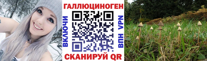 Купить где  Гороховец  Галлюциногенные грибы Magic Shrooms 